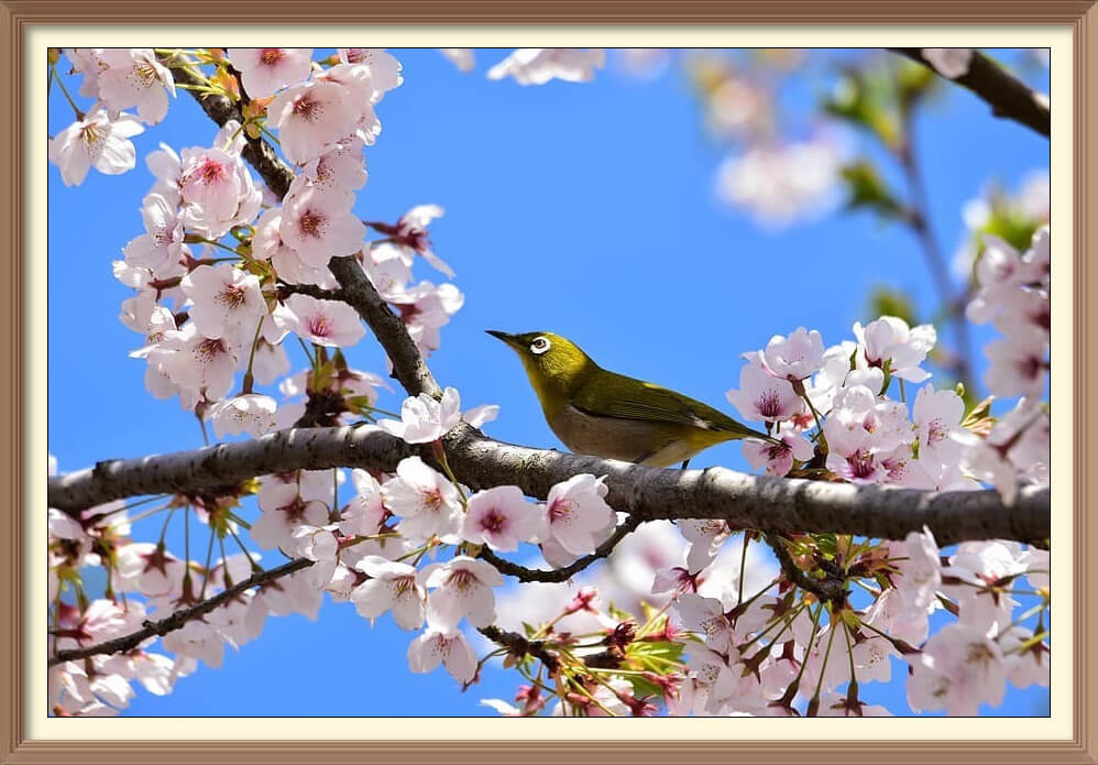 Cherry Blossom wall art