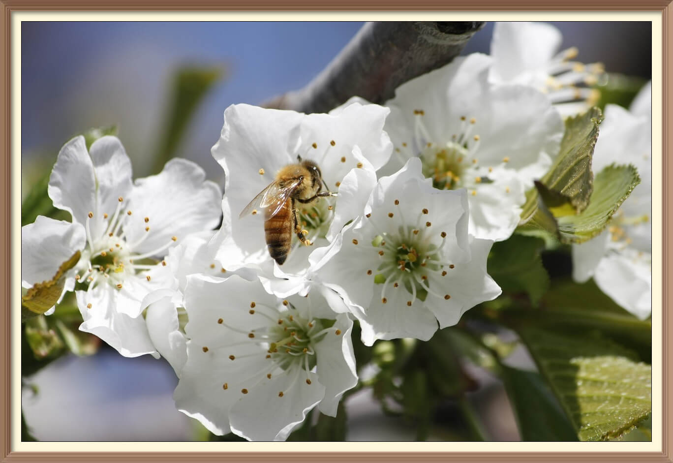 Honeybee Cherry Blossom