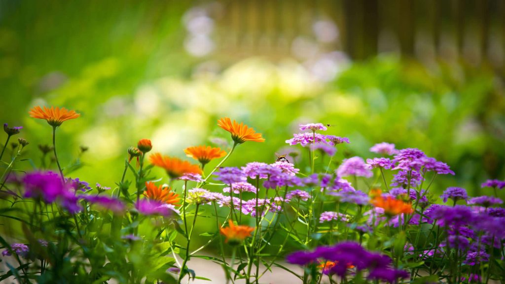 garden decor beautiful flower in the garden decor