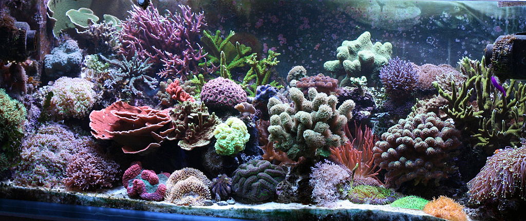 aquascape beginner plants