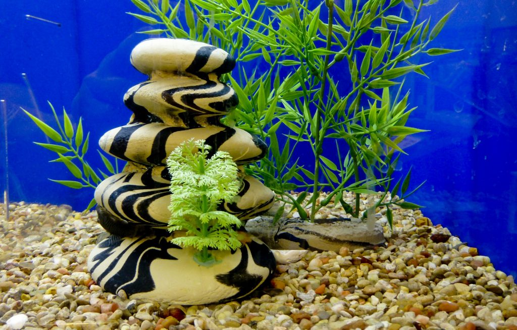 aquascaping