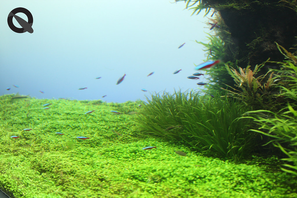 aquascaping for beginners india