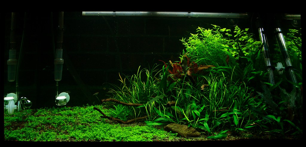 aquascaping for beginners make