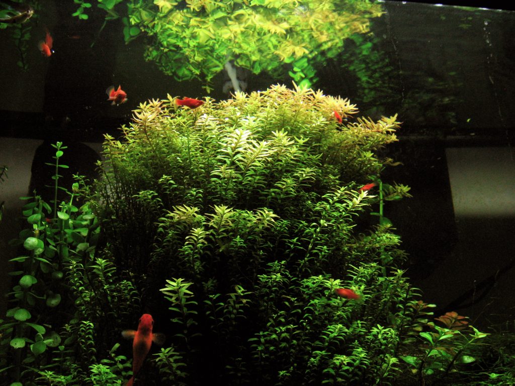 aquascaping for beginners small aquarium