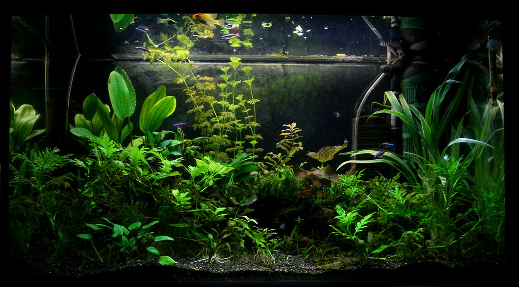 aquascaping for beginners substrate