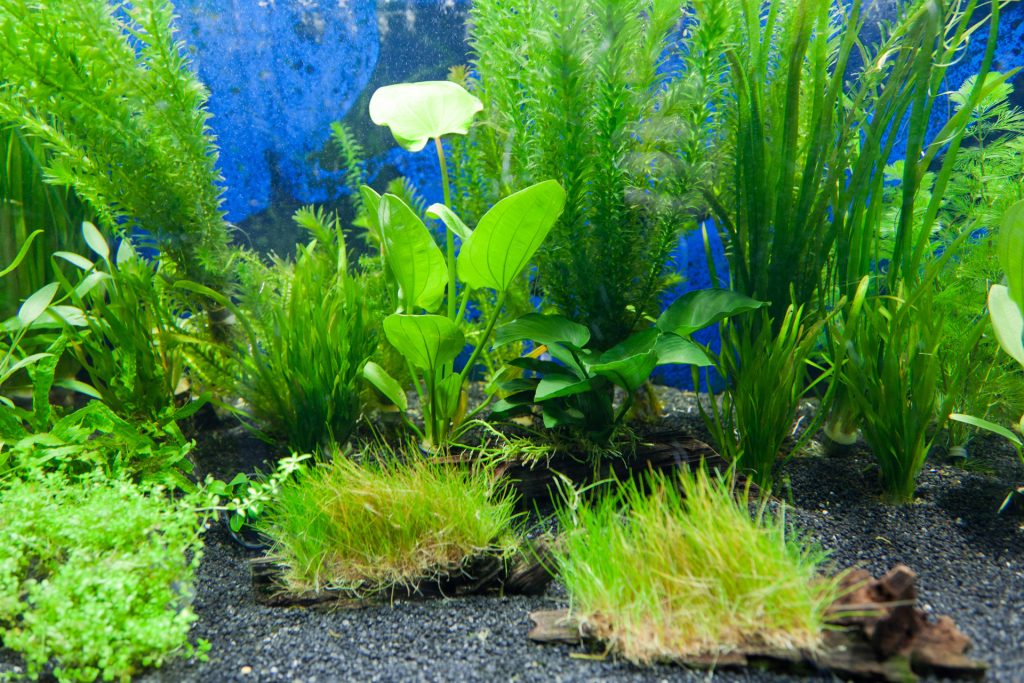 aquascaping for beginners uk