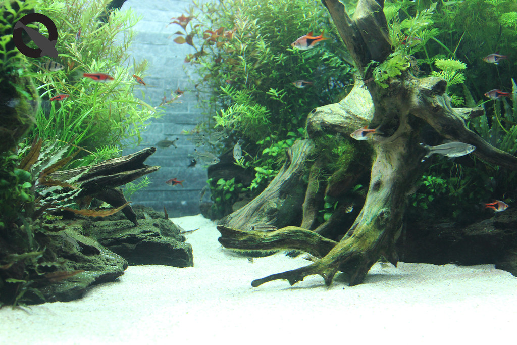 aquascaping for beginners