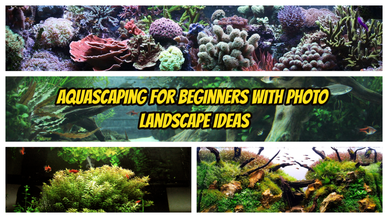 aquascaping for beginners