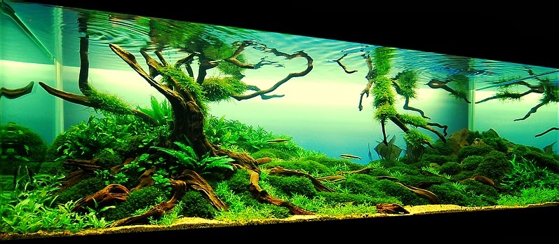 aquascaping guide for beginners