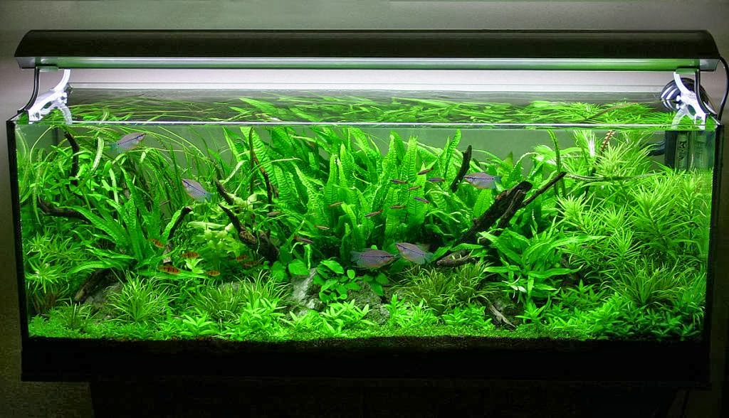 aquascaping ideas for beginners