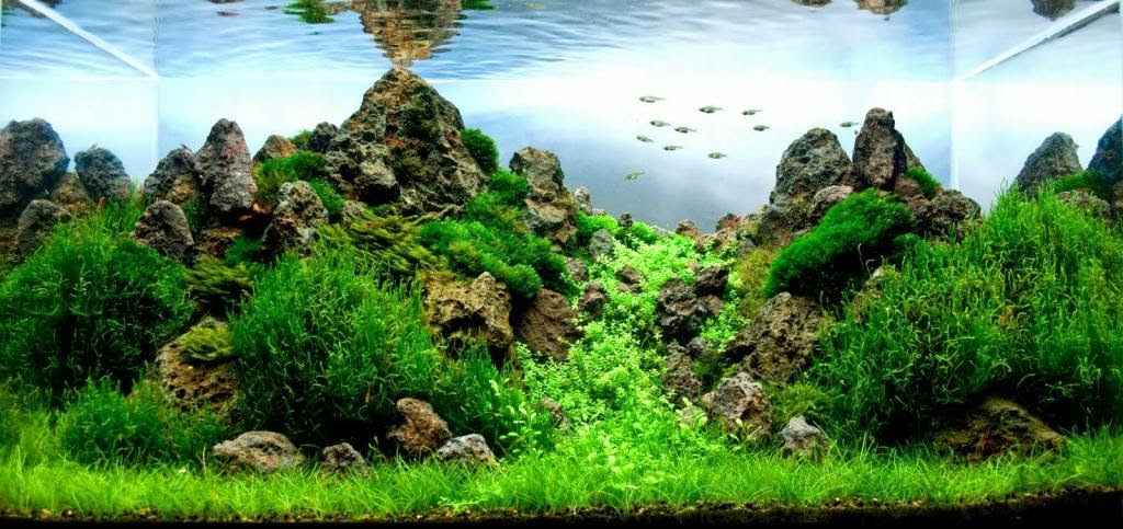 aquascaping plants for beginners