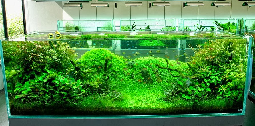 aquascaping tips for beginners