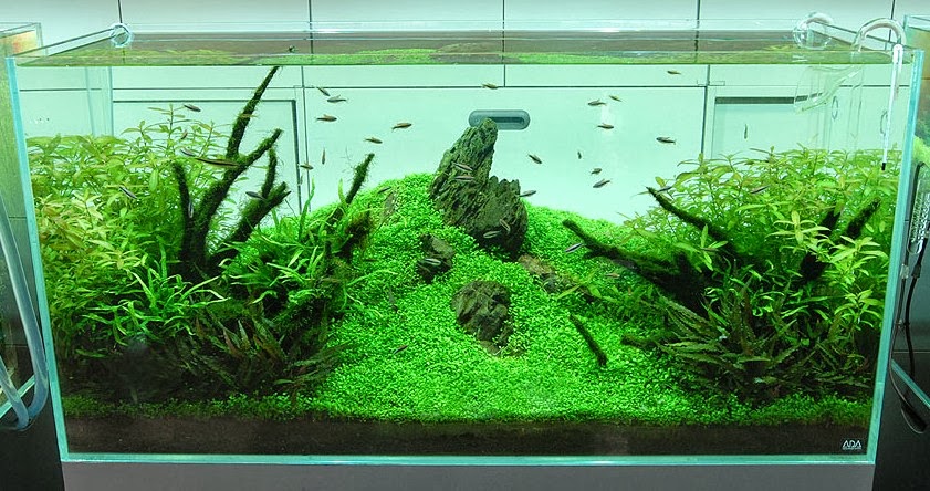 are aquascaping for beginners india