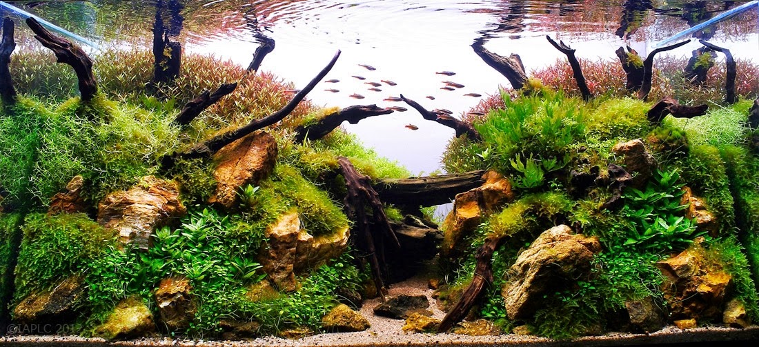 Hardscape Aquarium Ideas - Love Your Fish - Decor1001.Com