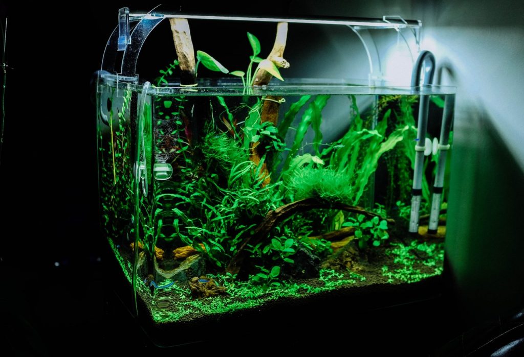 simple aquascaping for beginners