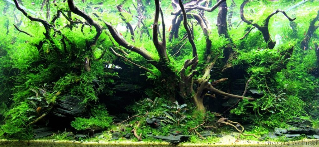 which aquascaping for beginners india