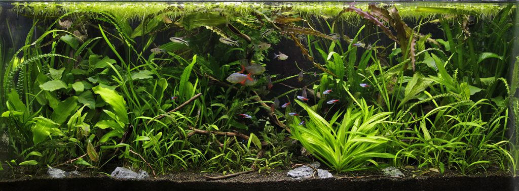 with aquascaping for beginners uk