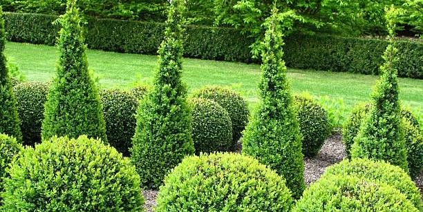 Evergreen shrubs